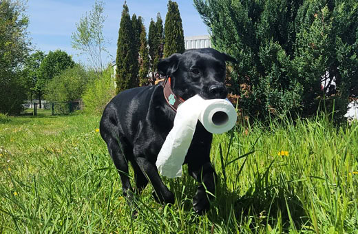 Hund mit Klopapier im Mund rennt im Gras